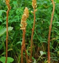 四川天麻種植技術(shù)|天麻種植需要注意哪些|天麻的功效與作用|天麻病蟲害的預(yù)防