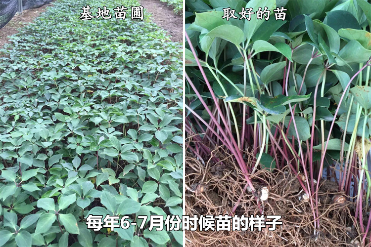 重樓種植基地