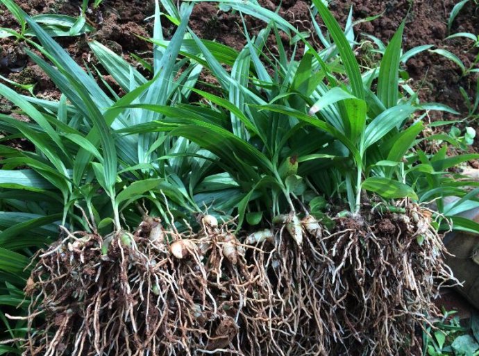 白芨種苗種植|種植白芨所需要注意的|合理選擇白芨種苗